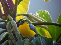 Yellow-throated Euphonia